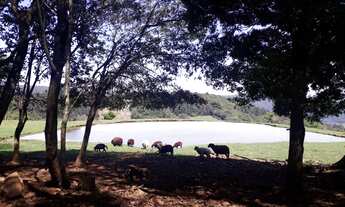 Imagem 4: Chácara com vista fantástica na Serra Gaúcha