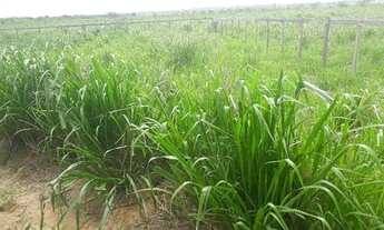 Imagem 2: Fazenda com 570 hectares na região de monte alegre