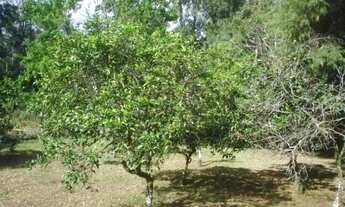 Imagem 7: Sítio no Guaiba Country Club