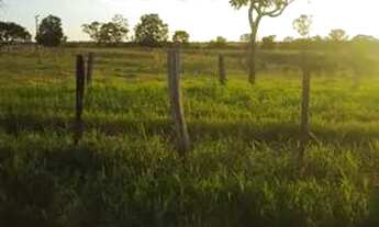 Imagem 2: Vendo fazenda 150 alqueires 97 % formada em braquiária e mambaça