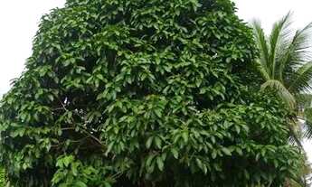 Imagem 7: Sítio, Chácara no Povoado Pastor, Boquim-SE com 9570 m2 de extensão, 3 tarefas