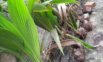 Imagem 2: Pés de coqueiros