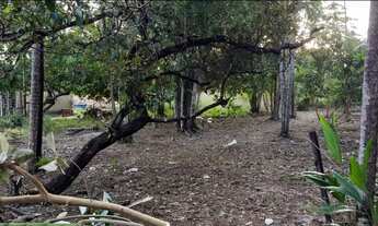 Imagem 5: Terreno bem arborizado