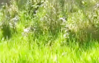 Imagem 3: Chácara top Chácara com venda por R$20.000