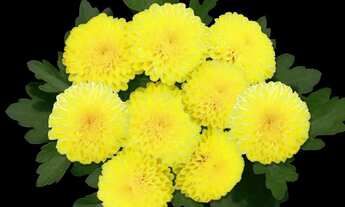 Imagem 2: Sobrado para aluguel 400 m2 aldeia do vale