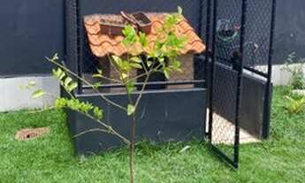 Imagem 2: Oportunidade! Casa de 3 Quartos, na Vicente Pires, Rua 4 A, Lote 300m²