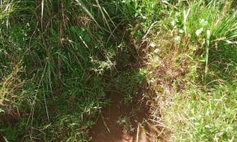 Imagem 2: Santa Leopoldina Fazenda 11 alqueires