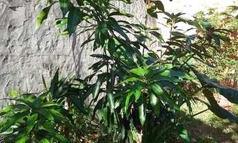 Imagem: Casa 3 comodos. Jardim Santa lucia