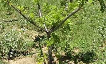 Imagem 4: SÍTIO COM BELA VISTA DA SERRA, BOMBA, DIVERSAS PLANTAS E PORTÃO DE ALUMÍNIO