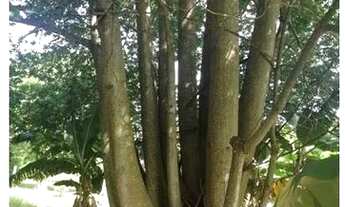 Imagem 7: Sítio em Tatuí, Sítio Dos Miranda