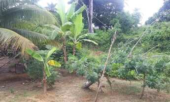 Imagem 6: Casa com mini sítio