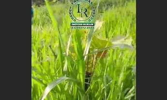 Imagem 5: Fazenda / chácara 10 Alqueires Dupla Aptidão