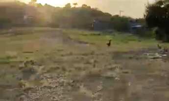 Imagem 2: Vendo Lotes em Viçosa Alagoas