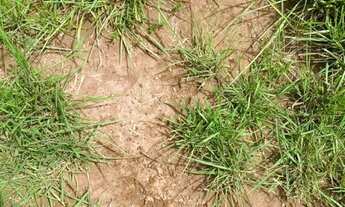 Imagem 6: Fazenda arrendamento 1.600hec em Poconé MT