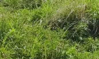 Imagem 4: FAZENDA 688 HECTARES MUNICÍPIO DE BRAGANAÇA PARÁ