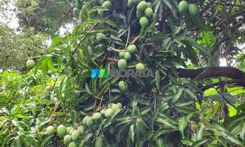 Imagem 5: FAZENDA À VENDA - 08 HECTARES - BALDIM (MG