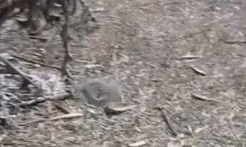 Imagem: Terreno 220metros quadrados estrada vilage