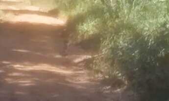 Imagem: Lote de 300 mts