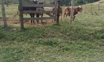 Imagem 4: Vanda se está fazenda de 62 alqueires no Município de Itaperuna/RJ