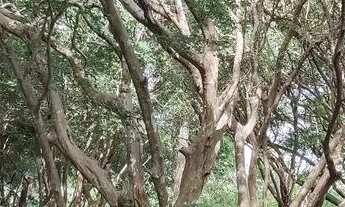 Imagem 4: Chácara próximo a Anápolis 03 alqueires