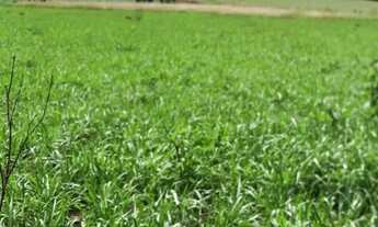 Imagem 2: Fazendinha Plana