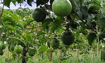 Imagem 3: Vendo chácara 3 mil metros Ponte alta Gama Aceita carro no negócio valor 150 mil c