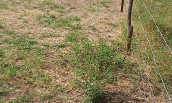 Imagem 4: Terreno na granja Lisboa