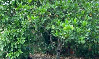 Imagem 5: Chácara Chácara com venda por R$100.000