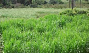 Imagem 4: Serra d Cipó!!! chácara de 27 mil metros toda margeada com córrego * WhtsApp