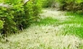 Imagem 6: Vendo chácara Chácara com venda por R$270.000