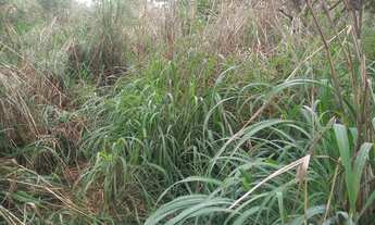 Imagem 2: Regiao Jequitai!!! Sitio 23 Hectares /70% Pastagem/Agua De Rio/60% Cultura!!!