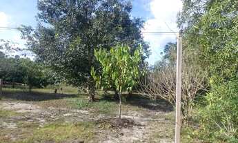 Imagem 5: Sítio na estrada de Novo Airão