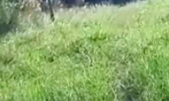 Imagem 2: Lote em Rua Guarani - Centenário - Sapiranga/RS