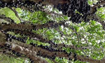 Imagem 3: Sobrado para aluguel 400 m2 aldeia do vale