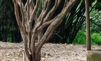 Imagem 3: Sítio a venda Chácara com venda por R$350.000