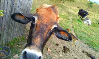 Imagem 6: Vendo Sítio - Fazenda Santa-Laura