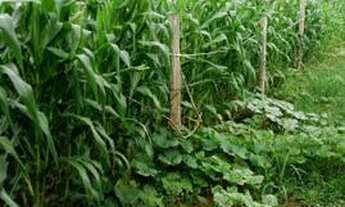 Imagem 5: Chacara em ibaiti