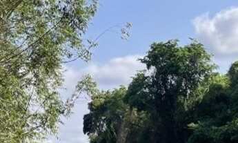 Imagem 5: Chácara 11 alqueires (53 hectares) em Palmeiras de Goiás-GO (lavoura + leite