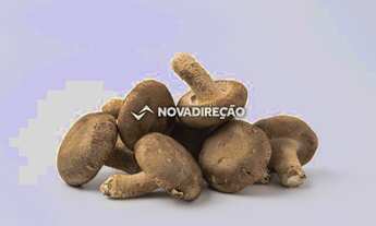 Imagem: Empresa à venda - Empresa de cogumelos