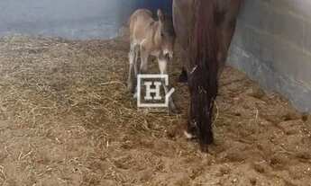 Imagem 3: Lote/Terreno à Venda