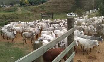 Imagem: Vanda se está fazenda de 62 alqueires no