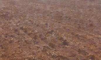 Imagem 6: Fazenda em Uberaba 100% aproveita lavoura