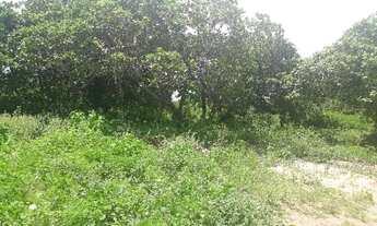 Imagem 2: Fazenda com 170 hectares em Pureza só terra