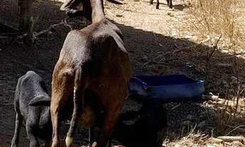 Imagem 7: Vendo Sitio Urgente! Próximo ao café sem troco