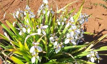 Imagem 6: Chácara condomínio Estância Bela Vista