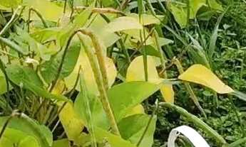 Imagem 6: Chácara no Santa Barbara 13k de montes claros entrada do posto Barral 2 km de chão perto