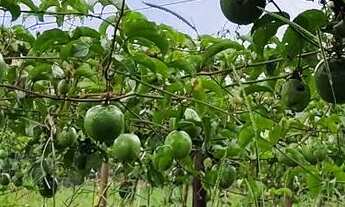 Imagem 6: Vendo chácara 3 mil metros Ponte alta Gama Aceita carro no negócio valor 150 mil c