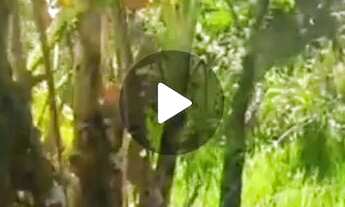 Imagem 2: Chácara top Chácara com venda por R$20.000