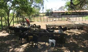 Imagem 5: Fazenda com 60 hectares em ceara mirim