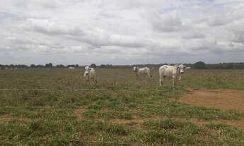 Imagem 4: Fazenda com 570 hectares na região de monte alegre